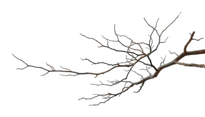 Fototapeta premium Bare, gnarled branches isolated against a pure white backdrop, wood, twigs