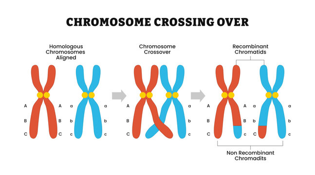 Crossing over chromosomes and homologous division process outline diagram. Genetic recombination,  gene reproduction and replication to recombinant, Crossover mitosis cycle. Vector illustration.