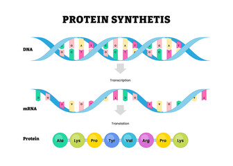 Transcription and translation diagram process, protein synthesis, During transcription a section of DNA converted into a mRNA, ribosomes sequence of amino acids in protein.