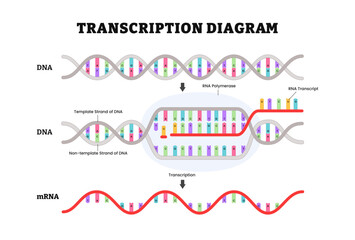 Diagram of Transcription diagram process. DNA directed synthesis of RNA. Labeled RNA Polymerase, Strand of DNA. Vector illustration.