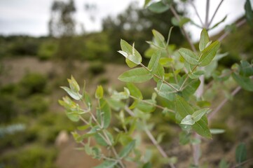 Close up of eucalyptus leaves with forest background.