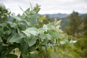 Close up of eucalyptus leaves with forest background.