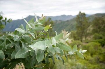 Close up of eucalyptus leaves with forest background.