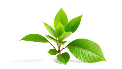 Fototapeta premium Single vibrant green plant, isolated on pure white backdrop, tropical, plant