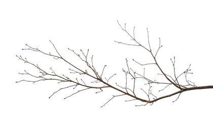 Fototapeta premium Delicate, bare branches isolated on pure white backdrop, wood, isolated