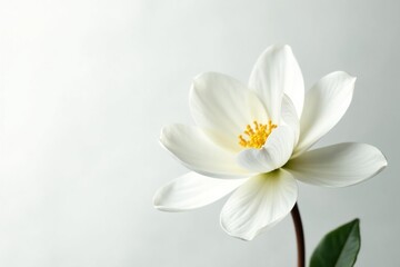 Fototapeta premium delicate white bloom isolated on pure white background, elegance, flowers, petals