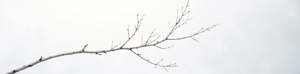 A delicate birch branch against a stark white backdrop, light, birch, winter