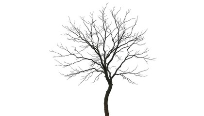 Single deciduous tree, stark branches against pure white backdrop, branches, foliage