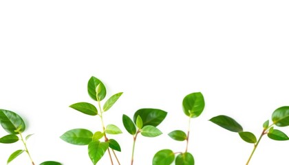 Obraz premium Single vibrant green plant, isolated on pure white backdrop, flora, greenery