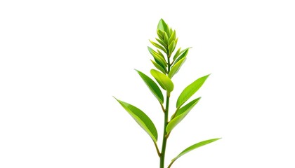 Naklejka premium Single vibrant green plant, isolated on pure white backdrop, leaves, flora