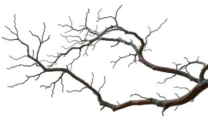 Bare, gnarled branches isolated against pure white backdrop, resource, material