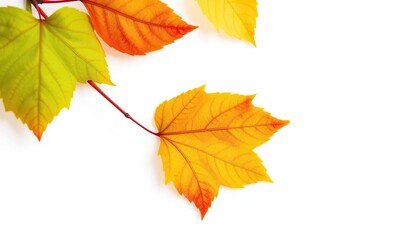 Single autumn leaf, isolated on pure white backdrop, template, isolated leaf