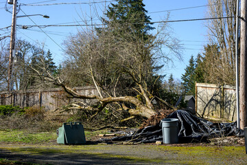 Sunny winter day after the windstorm, mature tree blown over by strong wind smashing wood fence in the process, black tarp and trash cans
