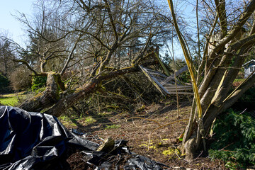 Sunny winter day after the windstorm, mature tree blown over by strong wind smashing wood fence in the process, black tarp
