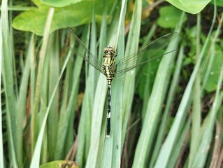 Dragonfly or Orthetrum sabina on green leaf