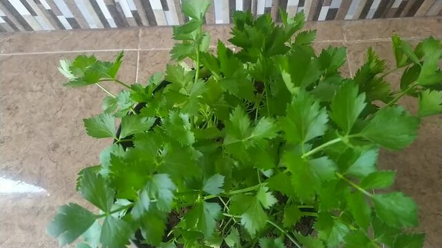 Close Up of Lush Celery Stalks with Vibrant Green Leaves Showing Natural Freshness
