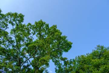 夏空と緑豊かな木々