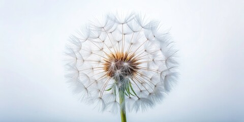 Fototapeta premium Elegant Dandelion Beauty on White Background - Captivating Fashion Photography with Natural Elements, Minimalist Style, and Soft Textures for a Fresh and Chic Aesthetic