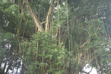 big old banyan tree and beautiful springs. Banyan trees store water for springs.