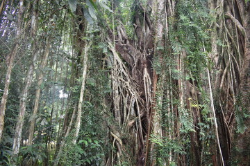 big old banyan tree and beautiful springs. Banyan trees store water for springs.