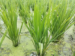 Lush green rice paddy field, close-up.