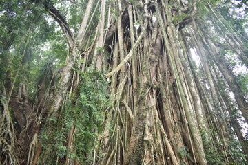 big old banyan tree and beautiful springs. Banyan trees store water for springs.