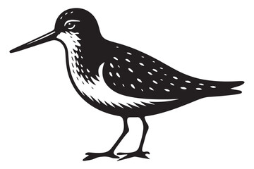 Obraz premium Detailed Bird Illustration of Dunlin Species Vector Artwork Image