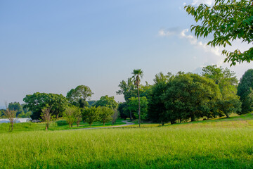 Obraz premium 緑豊かな公園の広場と青空