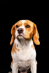 Beagle dog on Black Background
