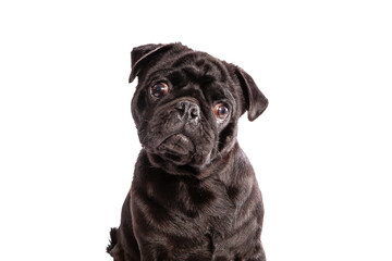Pug dog on white background