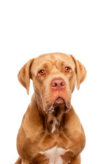 mixed breed dog on white background