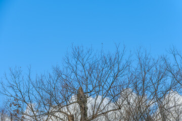 冬空に映える枯れ木のシルエット