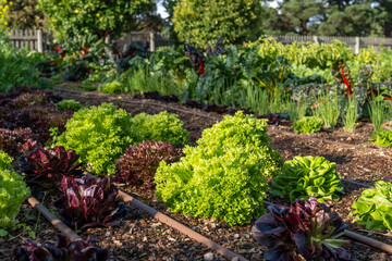 A thriving vegetable garden with neat rows of various leafy greens, lettuces, and other vegetables....