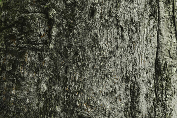 Close-up of a textured tree bark surface with natural rough patterns and moss growth. 