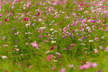 色とりどりのコスモスが咲く花畑
