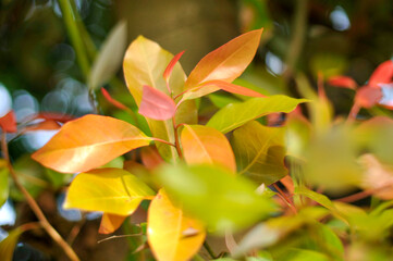 紅葉した葉っぱ