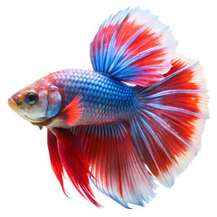Fototapeta premium Siamese fighting fish isolated on a transparent background