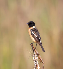 Siberian stonechat (male). Siberian stonechat or Asian stonechat is a recently validated species of the Old World flycatcher family.