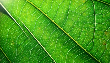 Obraz premium selective focus green leaf texture abstarct nature background