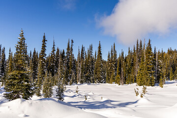 Winter Pine Forest Covered in Snow Under Clear Blue Sky