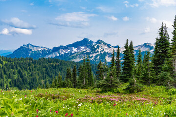 Scenery coniferous forest. Green valley landscape. Nature landscape of meadow. Landscape of valley...