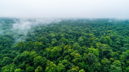 Fototapeta premium A lush, green rainforest landscape with a mist covering the treetops, creating a serene and tranquil atmosphere.