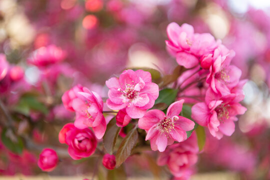 pink blossoming sakura flower. blossoming sakura blossom. blossoming sakura blooming