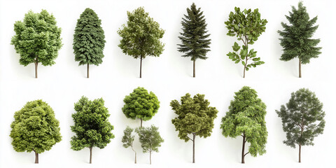 tree, christmas, branch, nature, green, fir, pine, plant, leaf, holiday, decoration, xmas, winter, spruce, celebration, season, frame, evergreen, border, snow, isolated, twig, thyme, coniferous, color