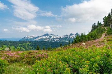 Naklejka premium Scenic green hill mountain. Summer day in wild mountain with coniferous forest and green slopes. Mountain landscape with meadow. Mountainous landscape with cloudy sky. Summer nature meadow