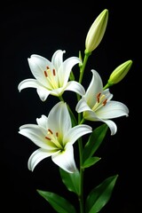 Stunning white lily blossoms stand out vividly against a stark black background, showcasing their delicate details and vibrant green foliage , isolated, image