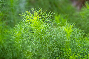 The plant Asparagus racemosus can be grown in a vegetable and herb garden. It can also be cultivated for decorative purposes in the garden.