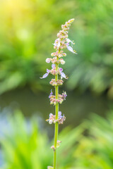 The flower of the holly-leaved mangrove, also known as sea holly (Acanthus ebracteatus), is in the herb garden.