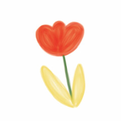 red tulips isolated on white background