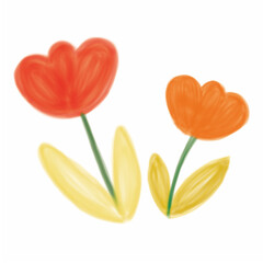tulips on white background